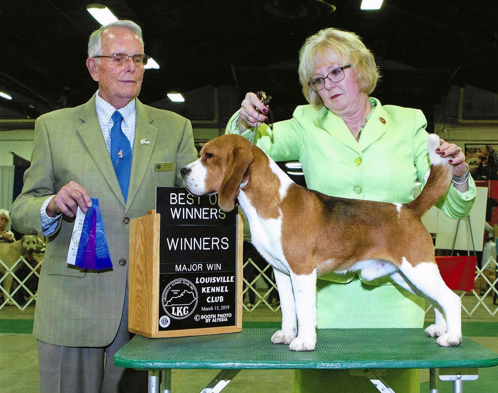 Champion Beagle